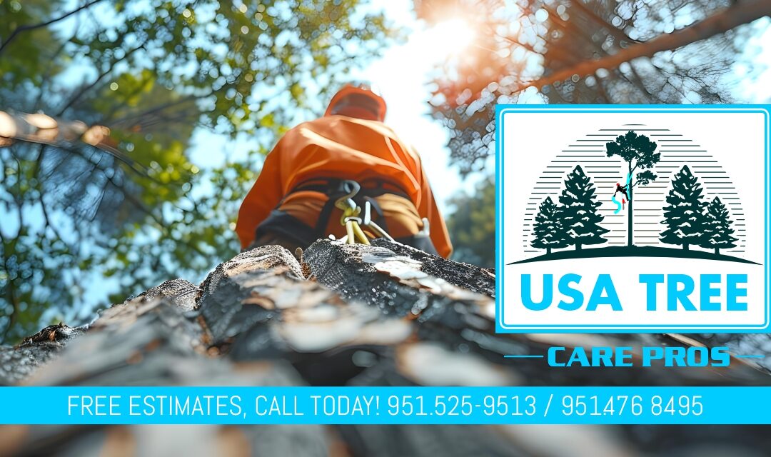 Tree Service in San Bernardino