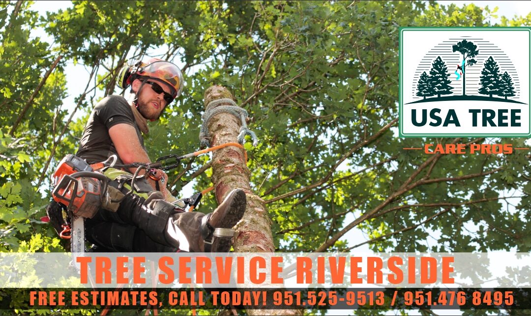 Tree Service Riverside
