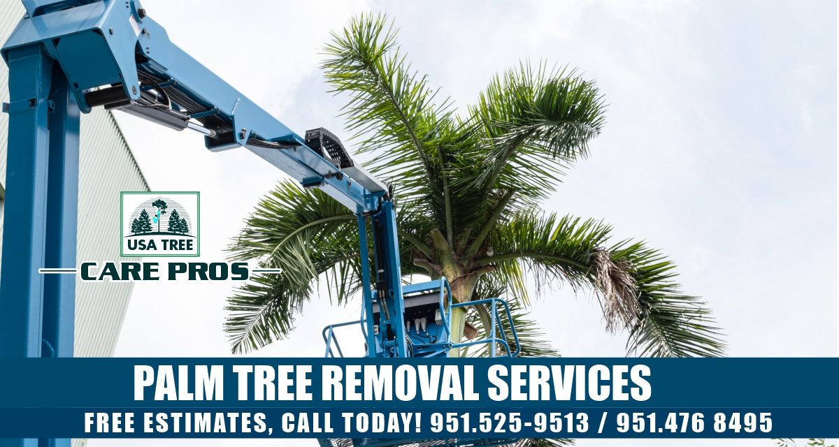 Palm Tree Removal Services - USA Tree Care Pros